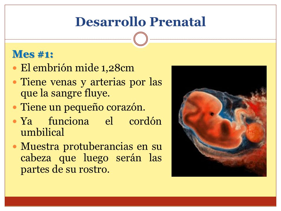 Desarrollo Prenatal Mes #1: El embrión mide 1,28cm