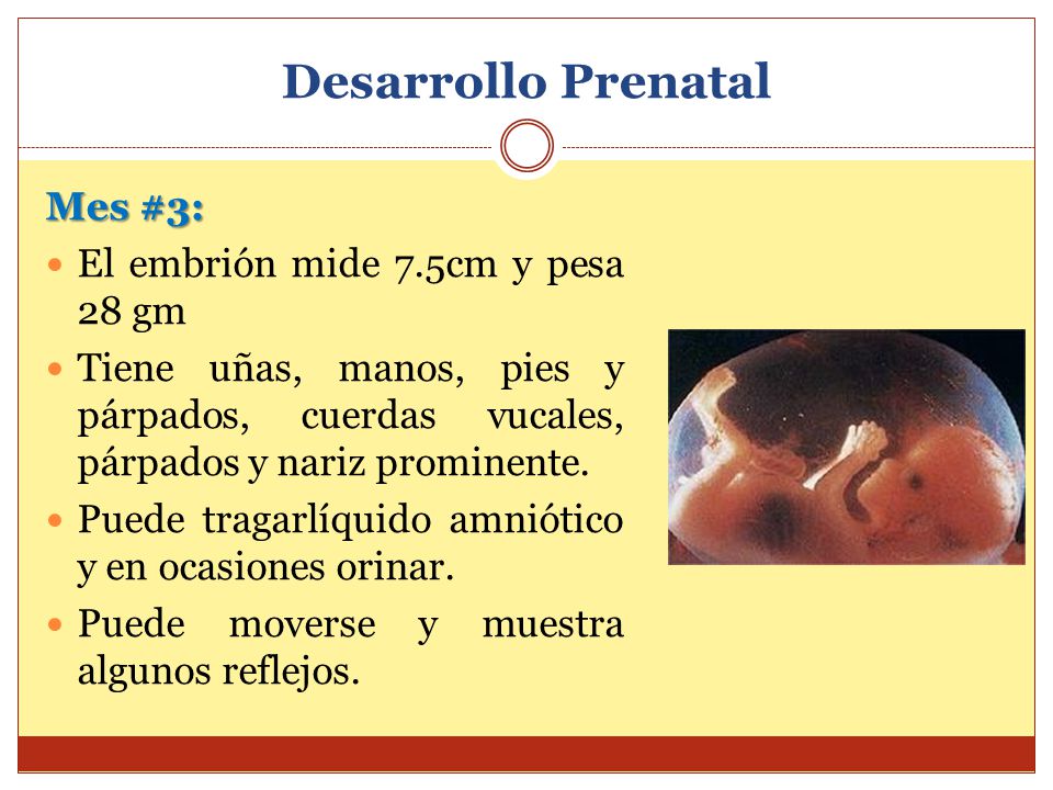 Desarrollo Prenatal Mes #3: El embrión mide 7.5cm y pesa 28 gm