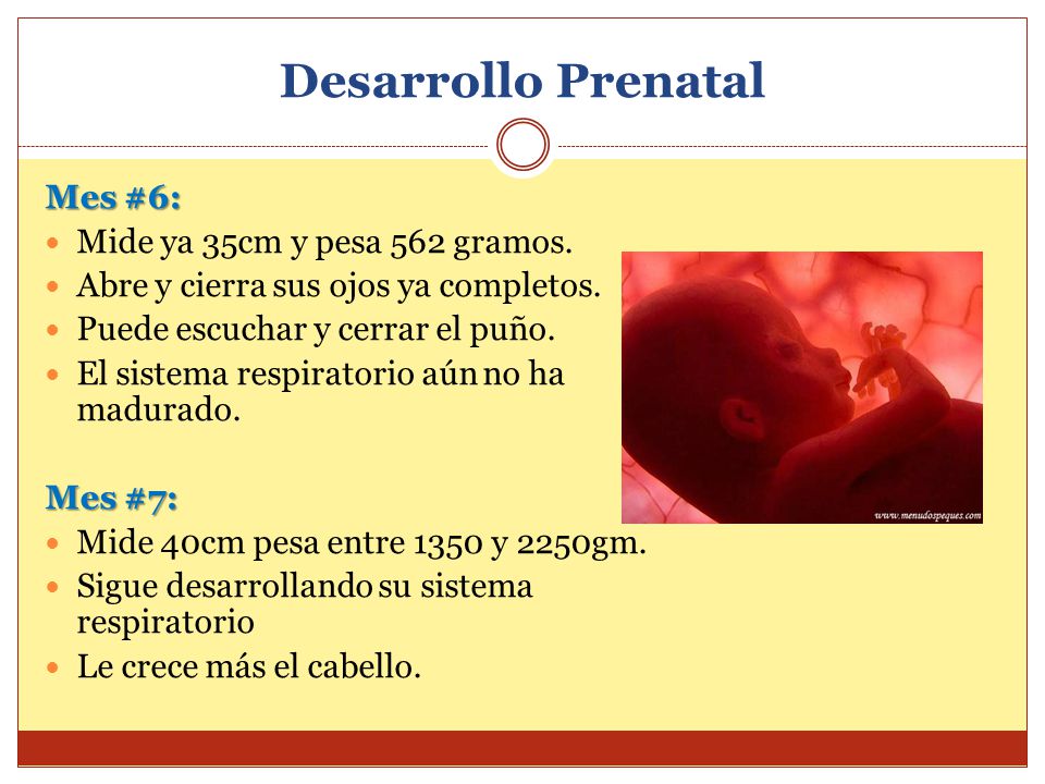 Desarrollo Prenatal Mes #6: Mide ya 35cm y pesa 562 gramos.