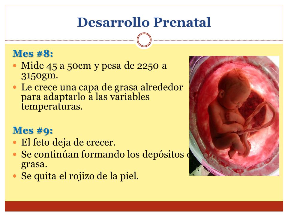 Desarrollo Prenatal Mes #8: Mide 45 a 50cm y pesa de 2250 a 3150gm.