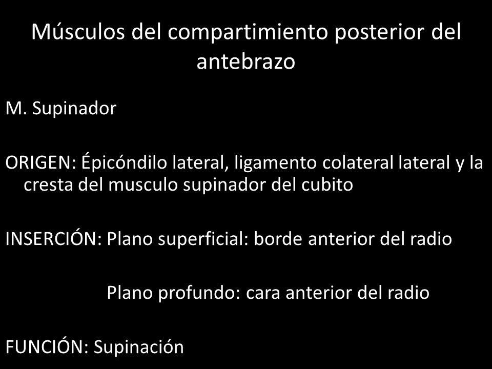 Músculos del compartimiento posterior del antebrazo
