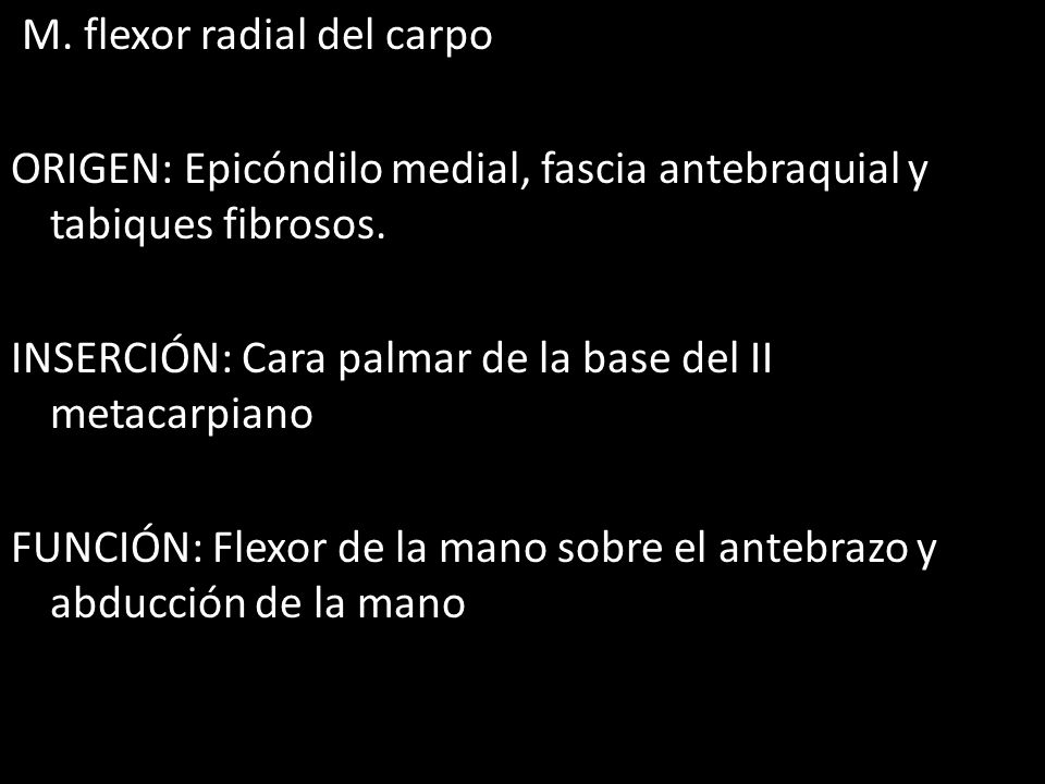 M. flexor radial del carpo ORIGEN: Epicóndilo medial, fascia antebraquial y tabiques fibrosos.