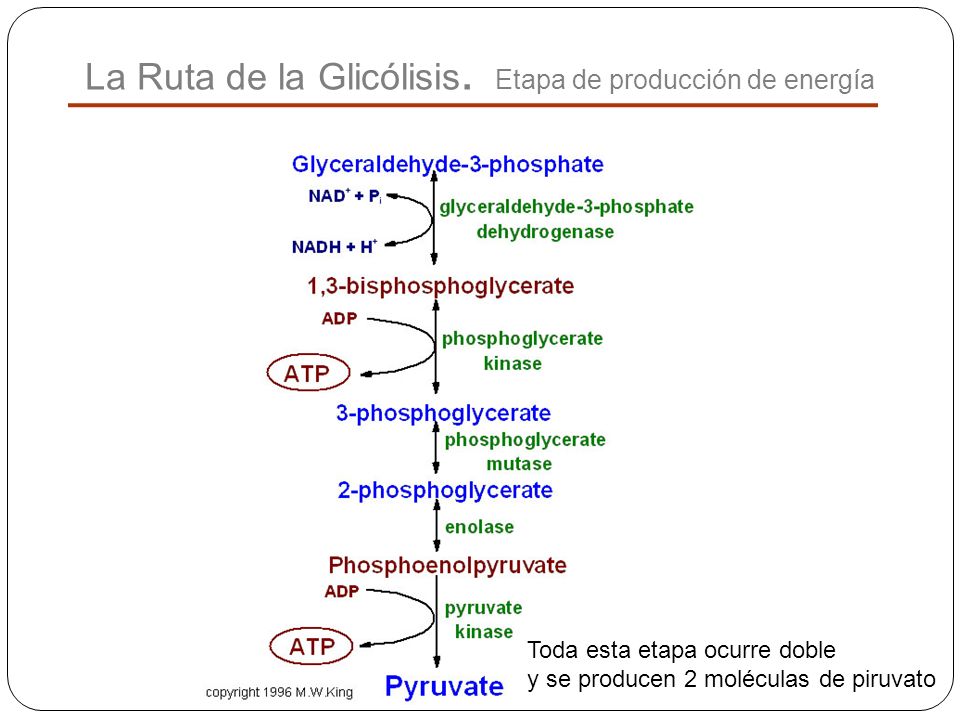 La Ruta de la Glicólisis. Etapa de producción de energía