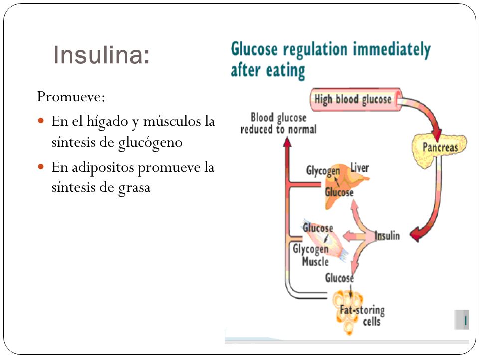 Insulina: Promueve: En el hígado y músculos la síntesis de glucógeno