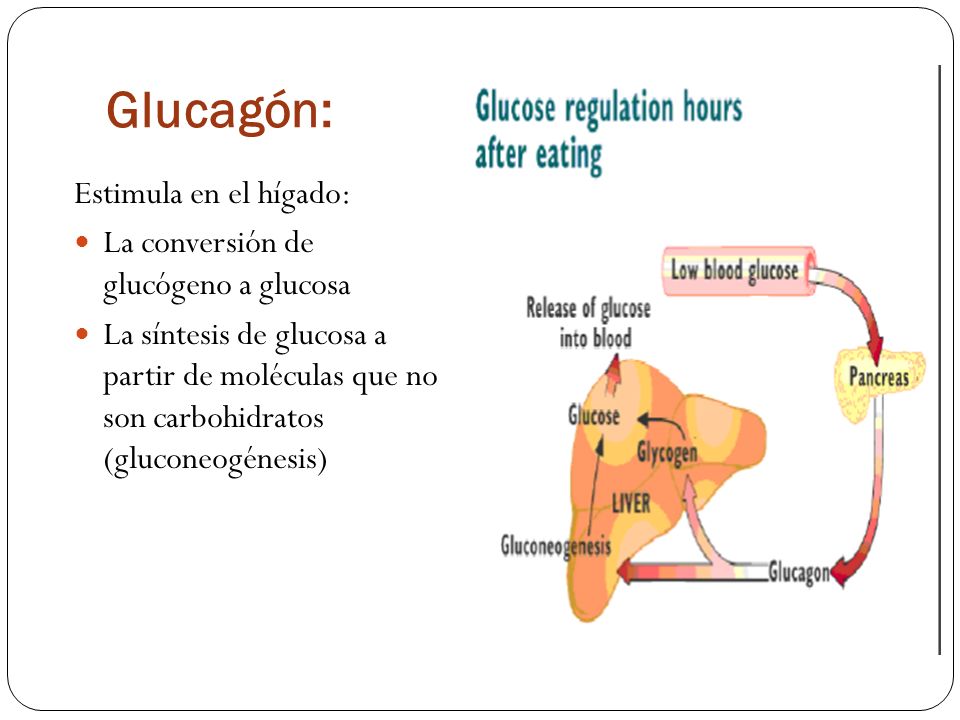 Glucagón: Estimula en el hígado: La conversión de glucógeno a glucosa