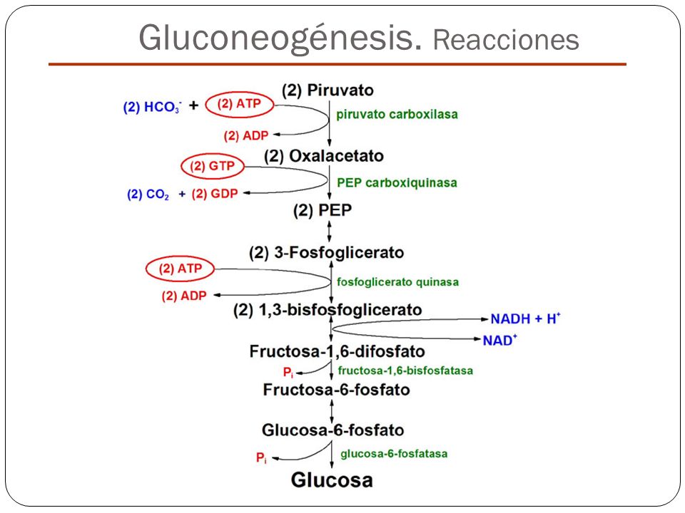 Gluconeogénesis. Reacciones