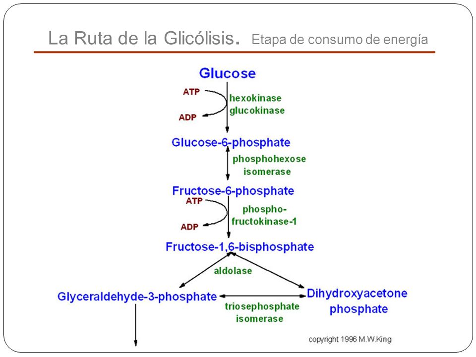 La Ruta de la Glicólisis. Etapa de consumo de energía