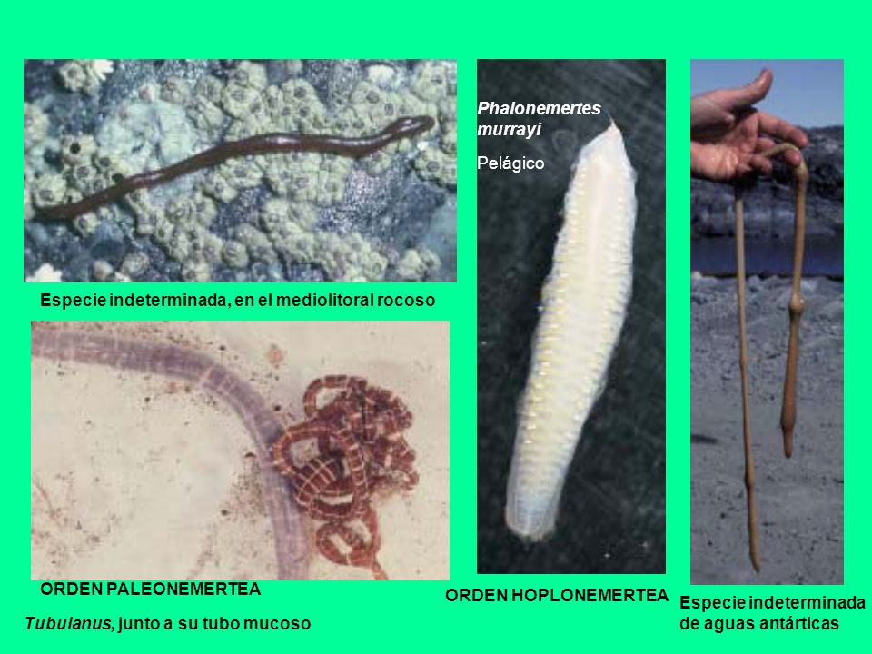 Phalonemertes murrayi. Pelágico. Especie indeterminada, en el mediolitoral rocoso. ORDEN PALEONEMERTEA.