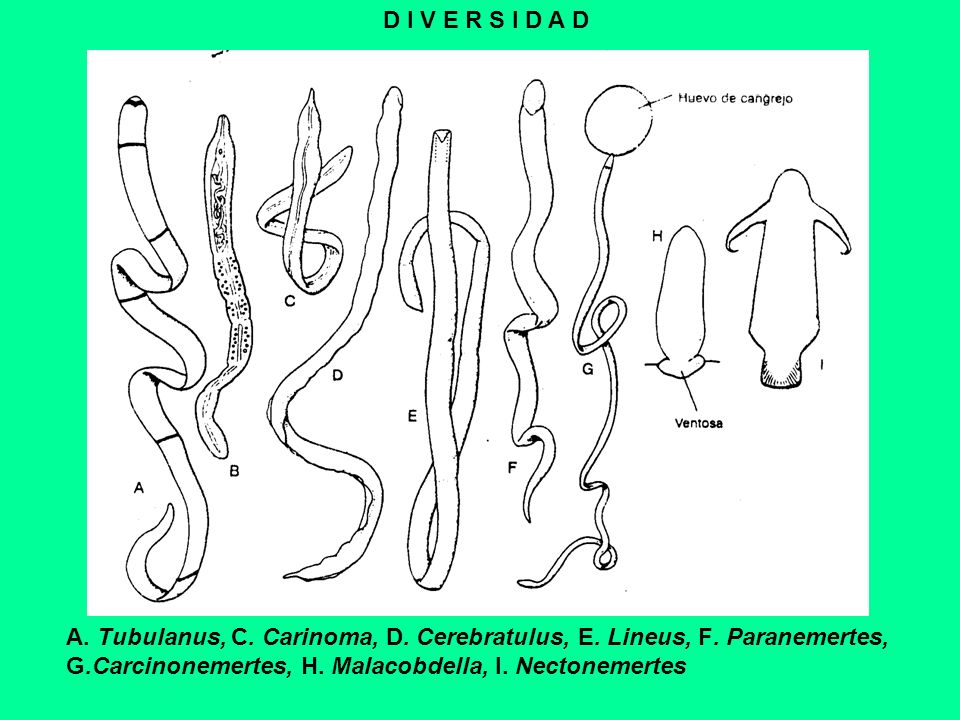 D I V E R S I D A D A. Tubulanus, C. Carinoma, D.