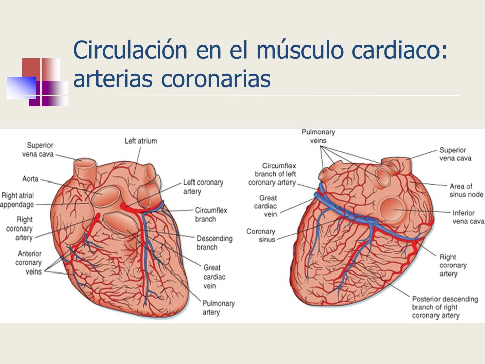 Circulación en el músculo cardiaco: arterias coronarias