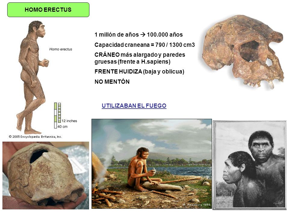 HOMO ERECTUS 1 millón de años  años. Capacidad craneana = 790 / 1300 cm3. CRÁNEO más alargado y paredes gruesas (frente a H.sapiens)