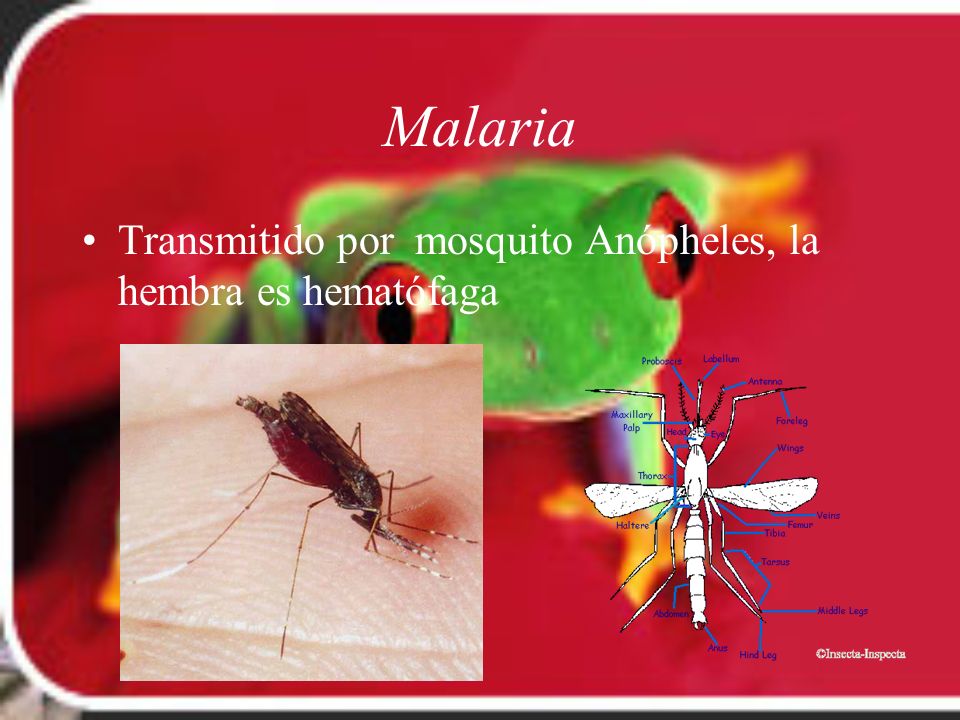 Malaria Transmitido por mosquito Anópheles, la hembra es hematófaga