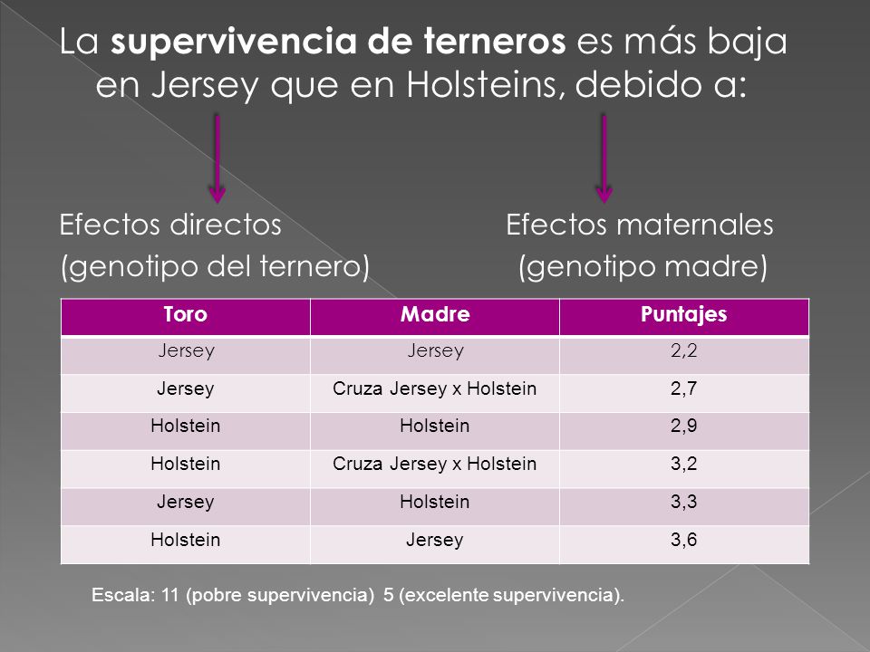 La supervivencia de terneros es más baja en Jersey que en Holsteins, debido a: