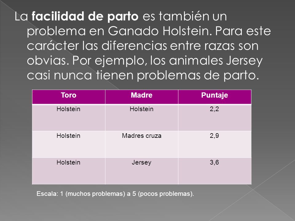 La facilidad de parto es también un problema en Ganado Holstein