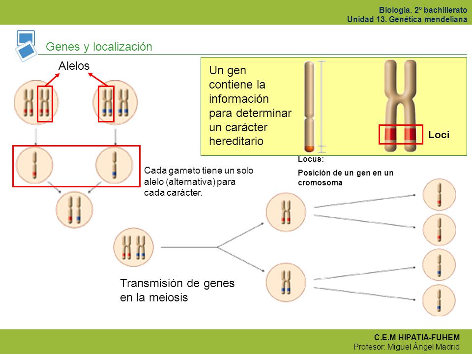 Un gen contiene la información para determinar un carácter hereditario