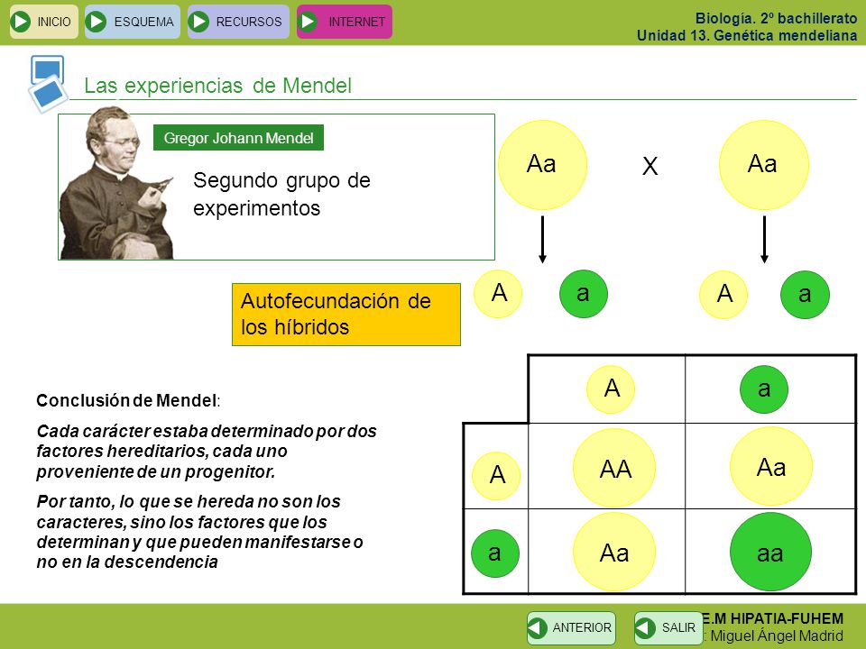 Aa Aa X A a A a A a AA Aa A Aa aa a Las experiencias de Mendel