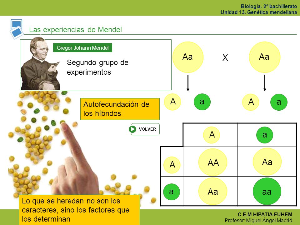 Aa Aa X A a A a A a AA Aa A Aa aa a Las experiencias de Mendel