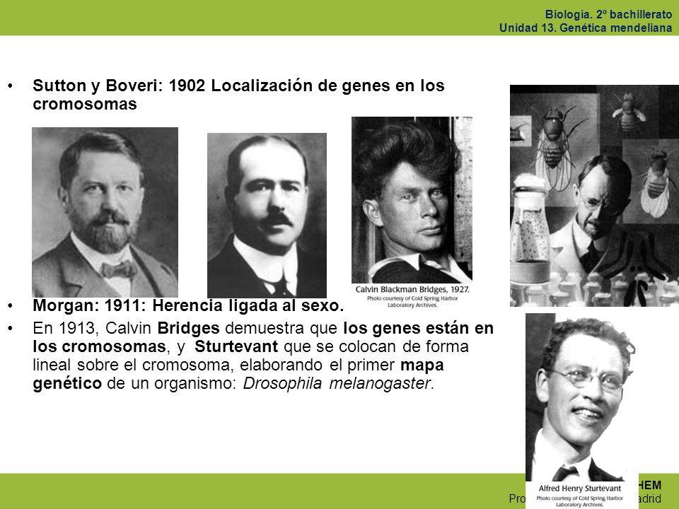 Sutton y Boveri: 1902 Localización de genes en los cromosomas