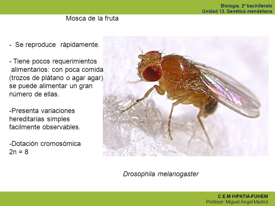 Mosca de la fruta Se reproduce rápidamente. Tiene pocos requerimientos.