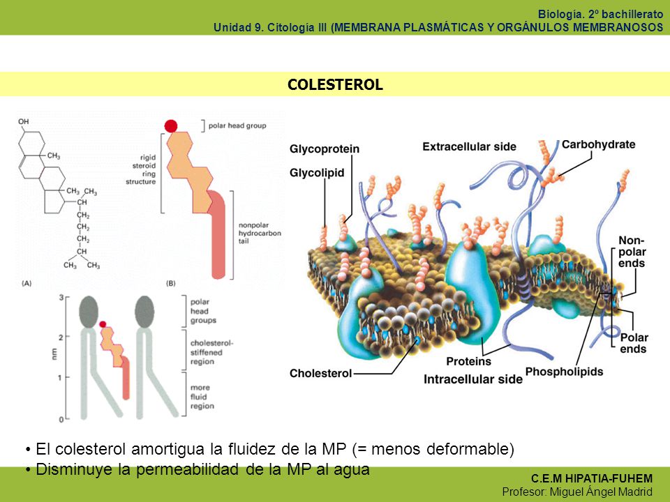 El colesterol amortigua la fluidez de la MP (= menos deformable)