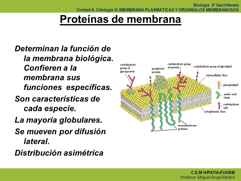 Proteínas de membrana Determinan la función de la membrana biológica. Confieren a la membrana sus funciones específicas.