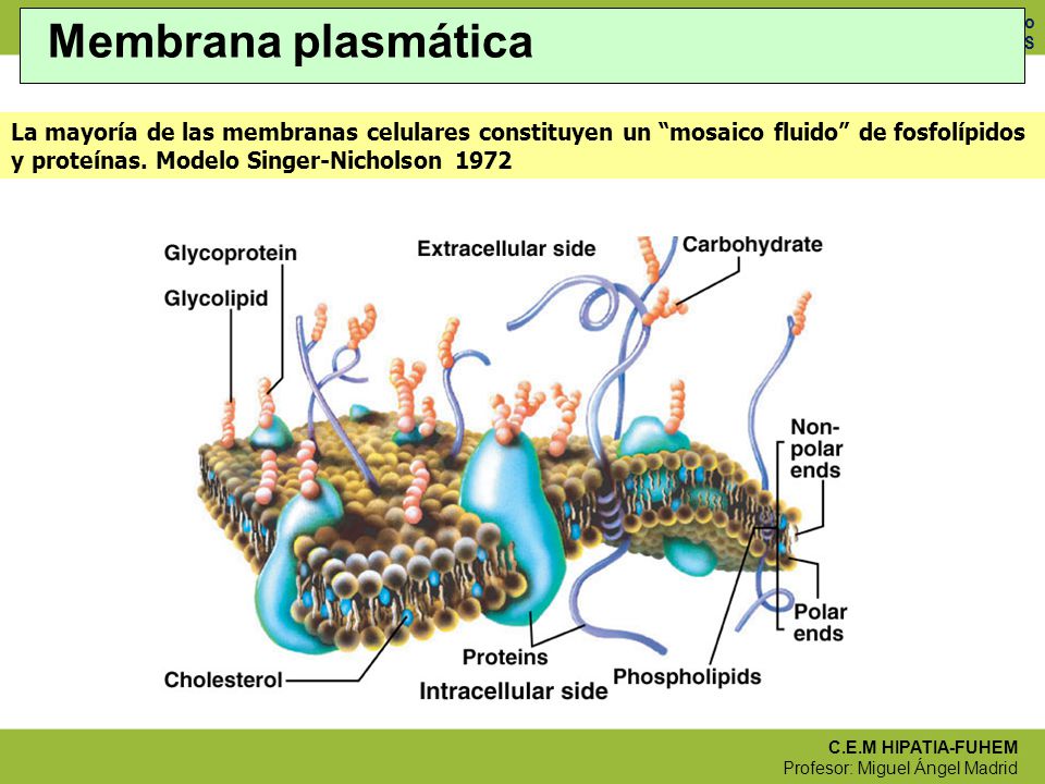 Membrana plasmática La mayoría de las membranas celulares constituyen un mosaico fluido de fosfolípidos y proteínas. Modelo Singer-Nicholson