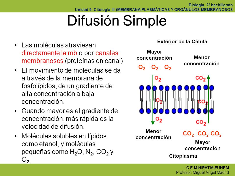 Difusión Simple Las moléculas atraviesan directamente la mb o por canales membranosos (proteínas en canal)