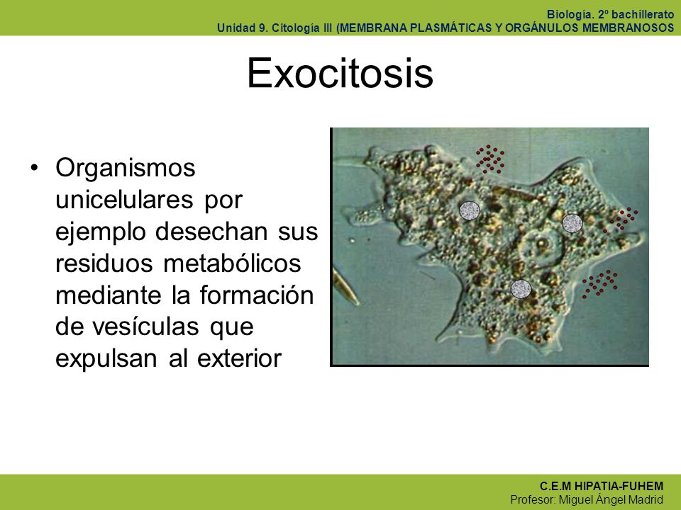 Exocitosis Organismos unicelulares por ejemplo desechan sus residuos metabólicos mediante la formación de vesículas que expulsan al exterior.