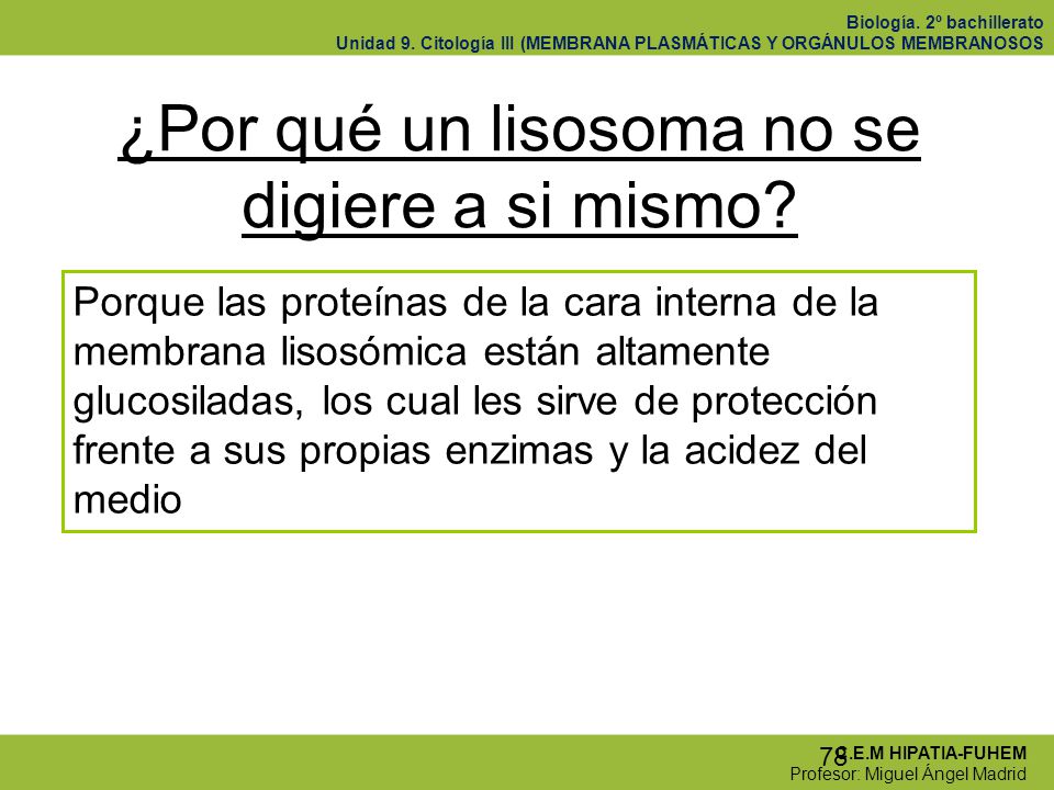 ¿Por qué un lisosoma no se digiere a si mismo