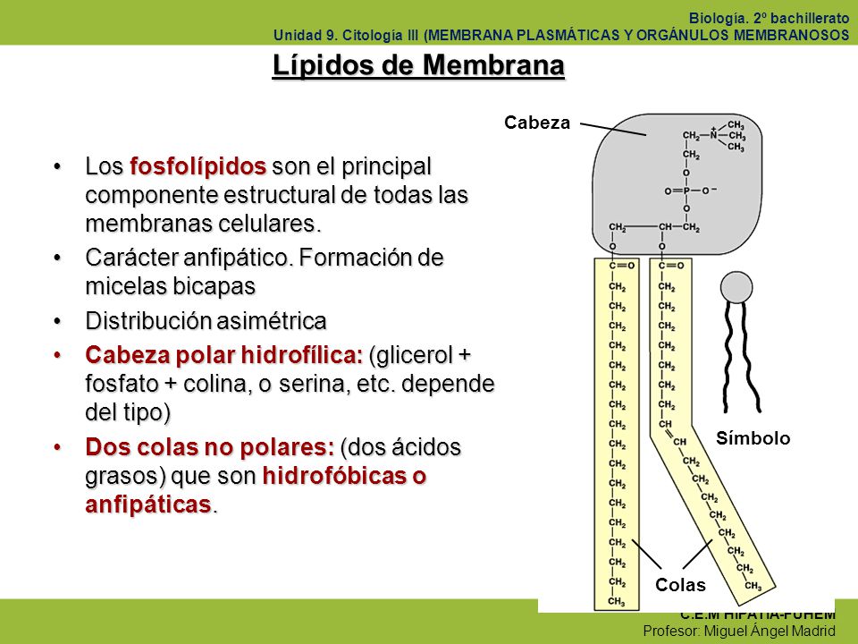 Lípidos de Membrana Cabeza. Símbolo. Colas. Los fosfolípidos son el principal componente estructural de todas las membranas celulares.