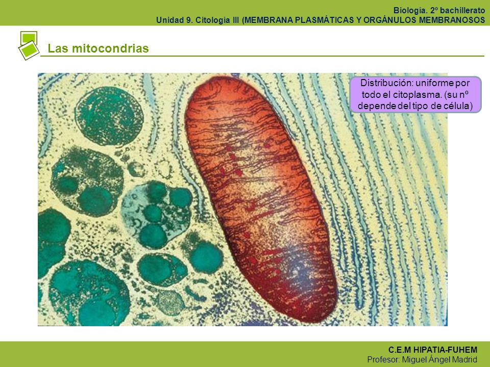 Las mitocondrias Distribución: uniforme por todo el citoplasma. (su nº depende del tipo de célula)
