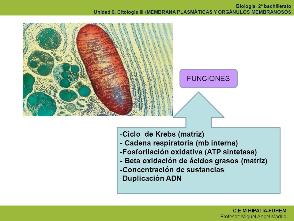 FUNCIONES Ciclo de Krebs (matriz) Cadena respiratoria (mb interna) Fosforilación oxidativa (ATP sintetasa)