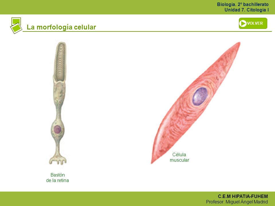 VOLVER La morfología celular Célula muscular Bastón de la retina