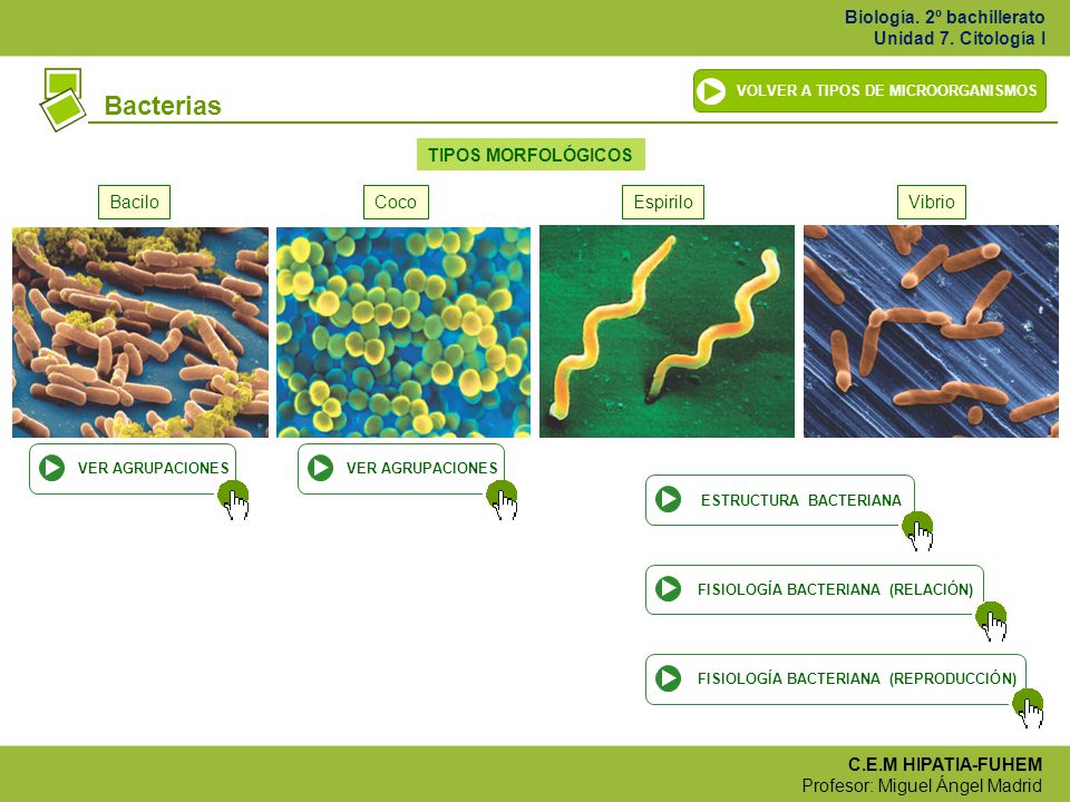Bacterias TIPOS MORFOLÓGICOS Bacilo Coco Espirilo Vibrio