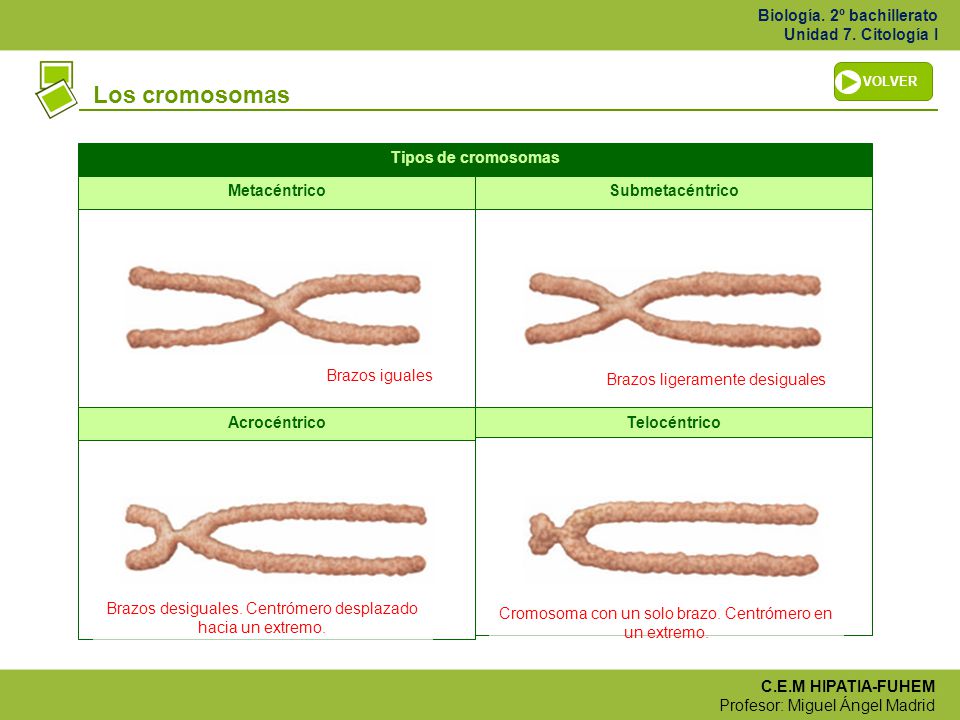 Los cromosomas Tipos de cromosomas Metacéntrico Submetacéntrico
