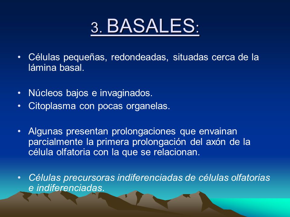 3. BASALES: Células pequeñas, redondeadas, situadas cerca de la lámina basal. Núcleos bajos e invaginados.