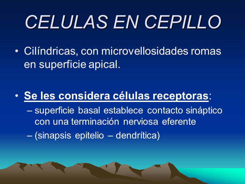 CELULAS EN CEPILLO Cilíndricas, con microvellosidades romas en superficie apical. Se les considera células receptoras: