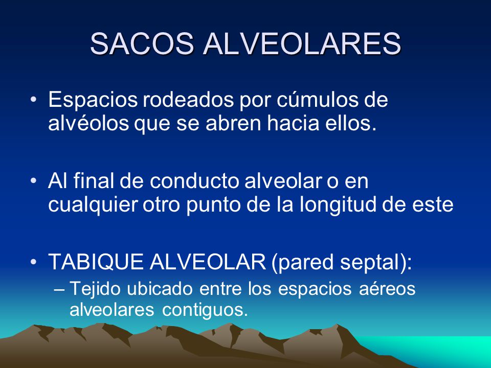 SACOS ALVEOLARES Espacios rodeados por cúmulos de alvéolos que se abren hacia ellos.