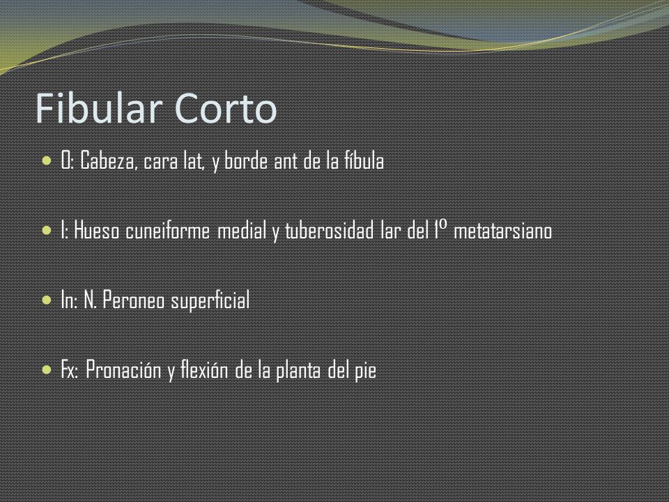 Fibular Corto O: Cabeza, cara lat, y borde ant de la fíbula