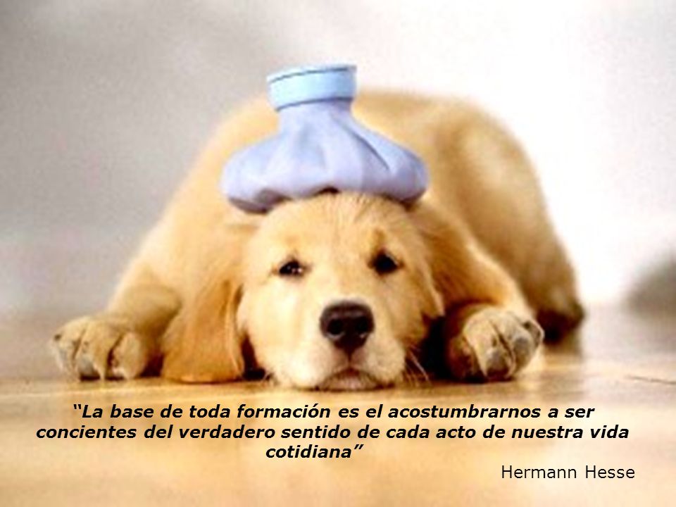 La base de toda formación es el acostumbrarnos a ser concientes del verdadero sentido de cada acto de nuestra vida cotidiana
