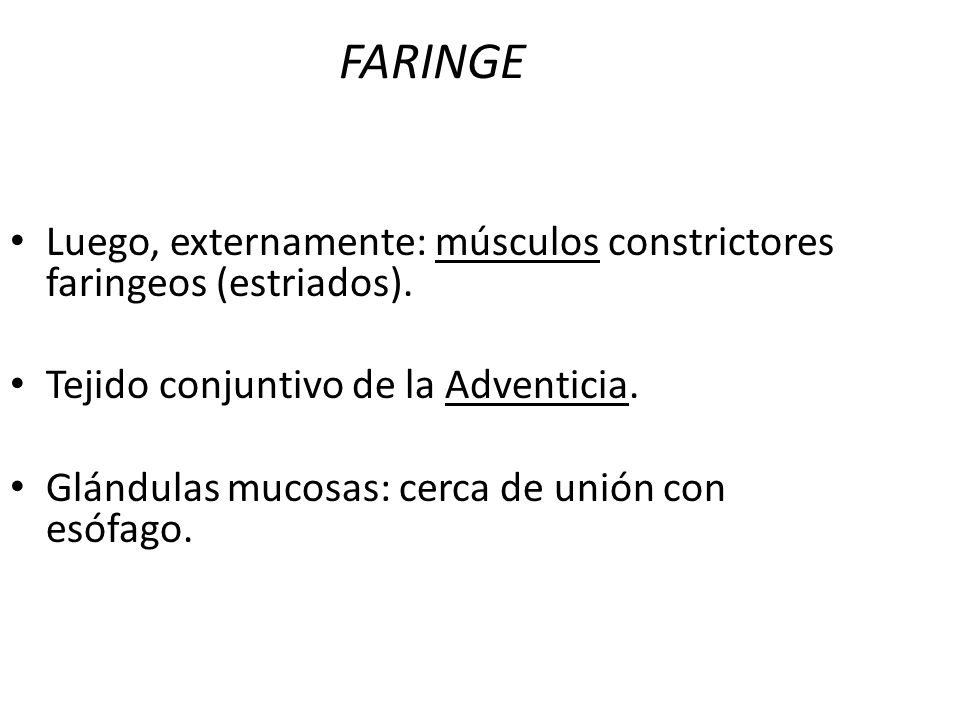 FARINGE Luego, externamente: músculos constrictores faringeos (estriados). Tejido conjuntivo de la Adventicia.
