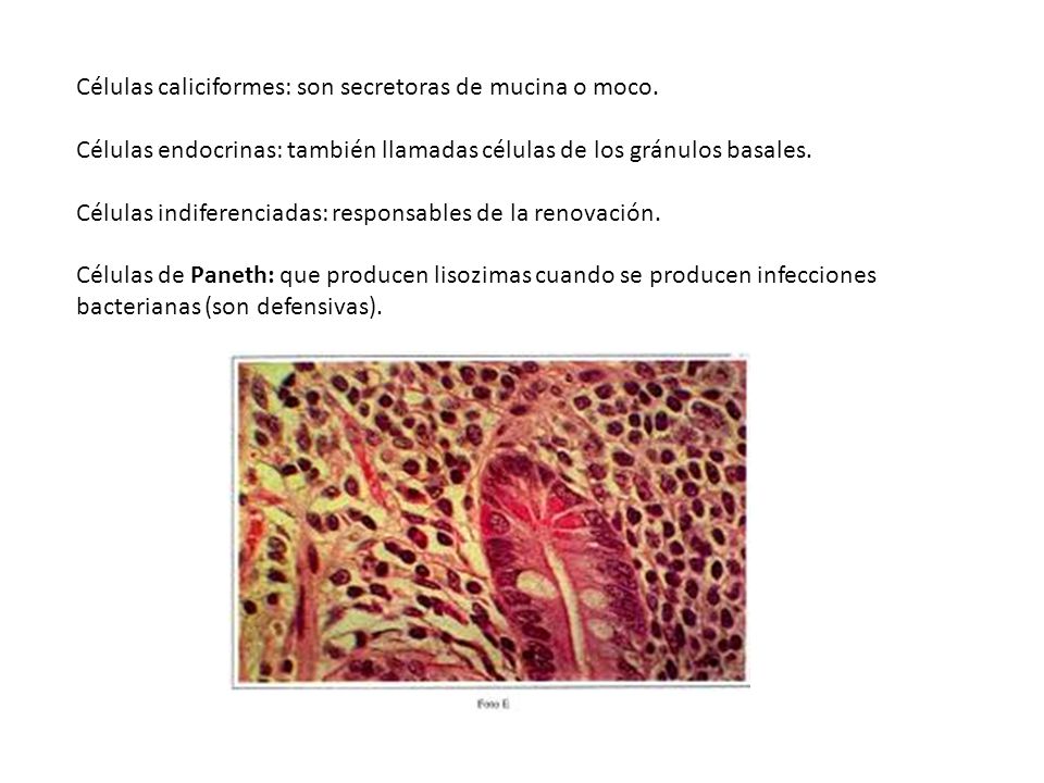 Células caliciformes: son secretoras de mucina o moco.