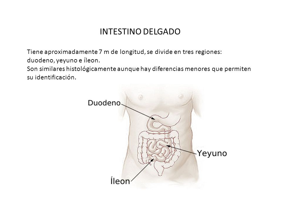 INTESTINO DELGADO Tiene aproximadamente 7 m de longitud, se divide en tres regiones: duodeno, yeyuno e íleon.