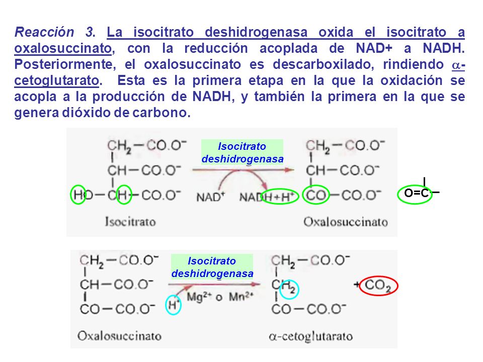 Reacción 3. La isocitrato deshidrogenasa oxida el isocitrato a oxalosuccinato, con la reducción acoplada de NAD+ a NADH. Posteriormente, el oxalosuccinato es descarboxilado, rindiendo -cetoglutarato. Esta es la primera etapa en la que la oxidación se acopla a la producción de NADH, y también la primera en la que se genera dióxido de carbono.