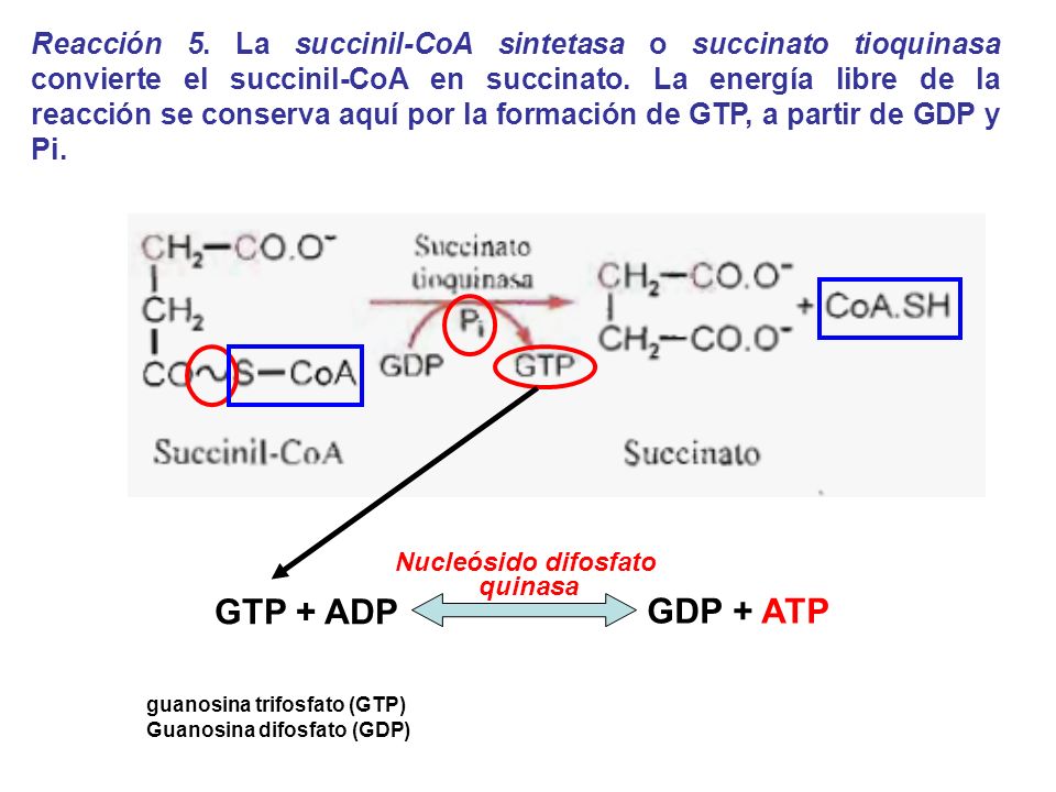 Reacción 5. La succinil-CoA sintetasa o succinato tioquinasa convierte el succinil-CoA en succinato. La energía libre de la reacción se conserva aquí por la formación de GTP, a partir de GDP y Pi.