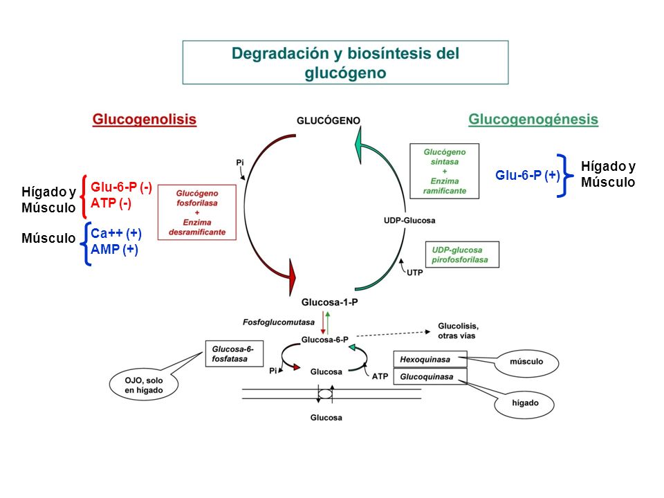 Glu-6-P (+) Hígado y Músculo Glu-6-P (-) ATP (-) Ca++ (+) AMP (+) Hígado y Músculo