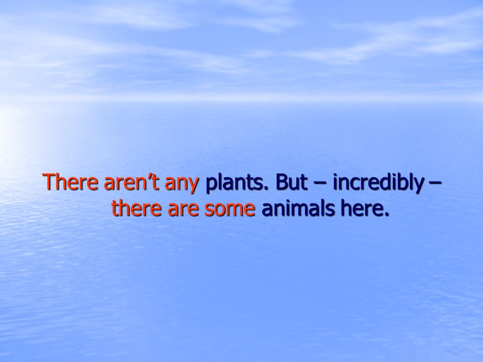 There aren’t any plants. But – incredibly – there are some animals here.