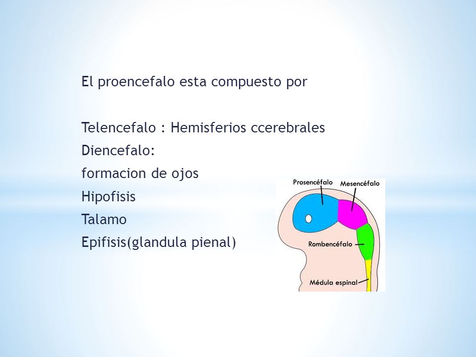 El proencefalo esta compuesto por