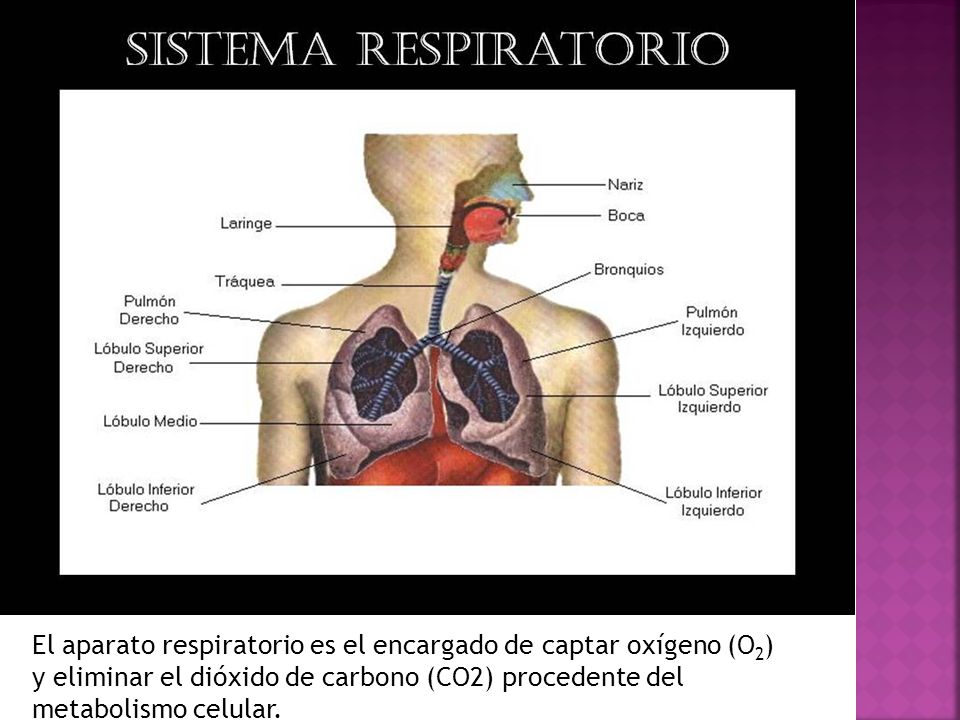 El aparato respiratorio es el encargado de captar oxígeno (O2) y eliminar el dióxido de carbono (CO2) procedente del metabolismo celular.