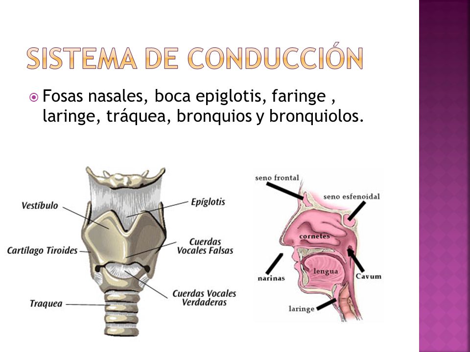 Sistema de conducción Fosas nasales, boca epiglotis, faringe , laringe, tráquea, bronquios y bronquiolos.